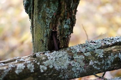 Close-up of tree trunk