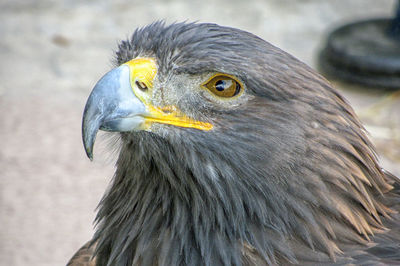 Close-up of eagle