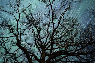 Low angle view of bare trees against sky