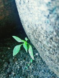 Close-up of small plant