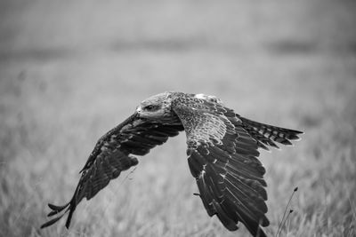 Close-up of eagle flying
