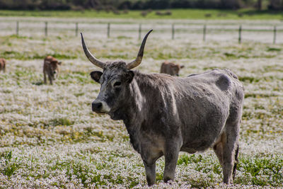 Buffalo standing on field