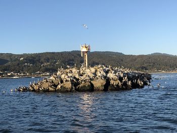 Seagull on rock in sea against clear sky