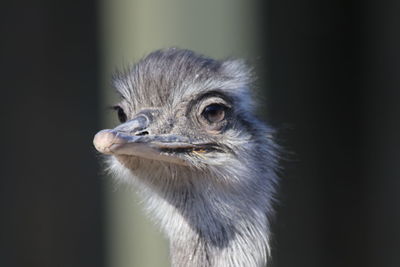 Close-up of a bird looking away