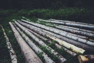 High angle view of plants growing on field