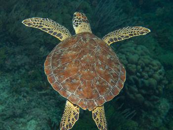 Turtle swimming in sea