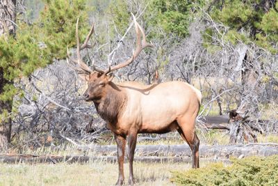 Horse standing in a forest