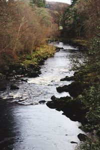 River amidst trees in forest