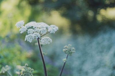 Close-up of white flowering plant on field