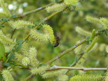 Close-up of caterpillar on plant