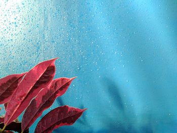 Close-up of wet red leaves during winter