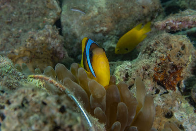 Fish swimming in sea