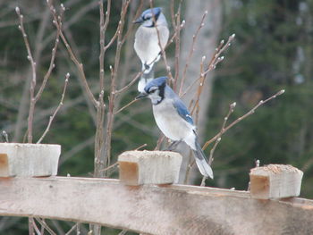 Close-up of bird perching outdoors