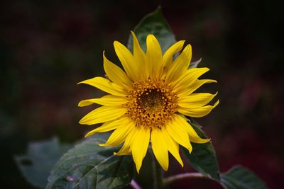 Close-up of yellow sunflower