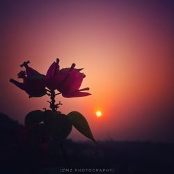 Close-up of silhouette flower against sky during sunset