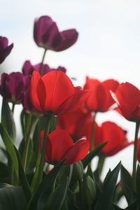 Close-up of red flowering plants against sky