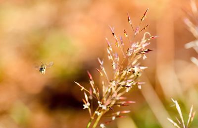 Honey bee buzzing by plant