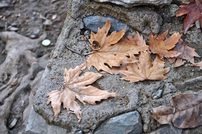 Close-up of autumn leaves on rock