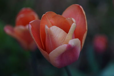 Close-up of red tulip flower