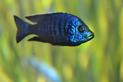 Close-up of fish swimming in sea