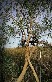 Low angle view of tree against sky