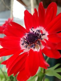 Close-up of red dahlia