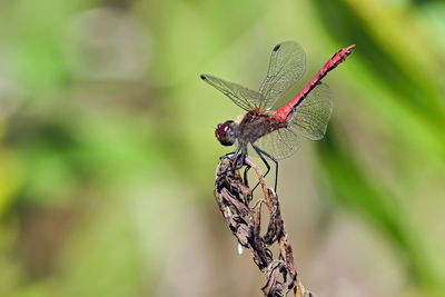 Close-up of dragonfly