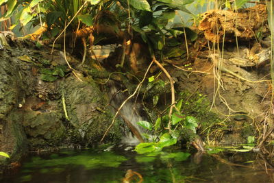 Close-up of snake by plants in water