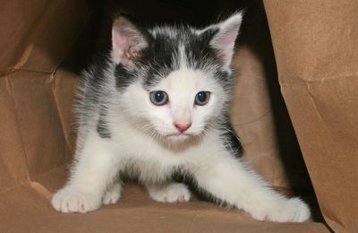pet