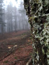 Close-up of moss on tree trunk