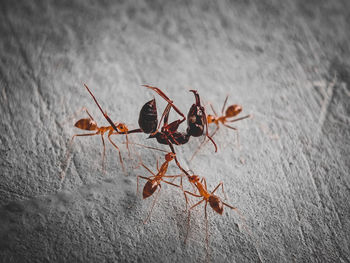 High angle view of ant on leaf