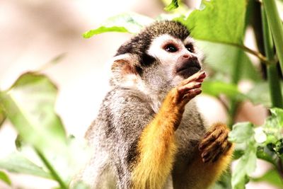 Close-up of a monkey looking away