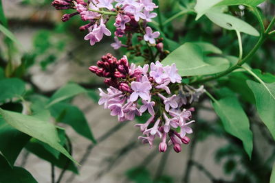 Close-up of pink flowers