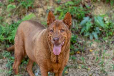 Portrait of dog standing on field