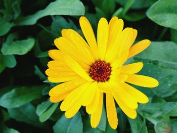 Close-up of yellow flower