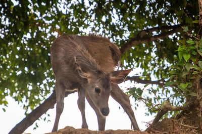 Low angle view of deer on tree
