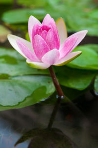 Close-up of pink flower