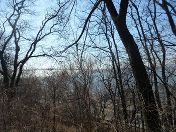 Bare trees in forest