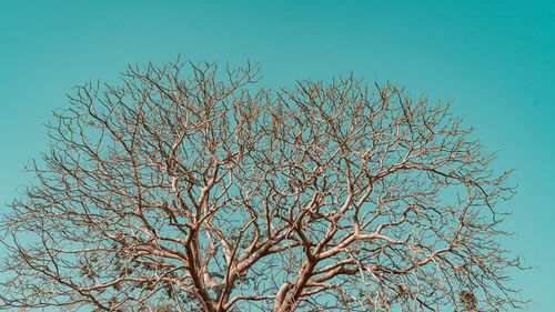 Low angle view of bare tree against clear blue sky