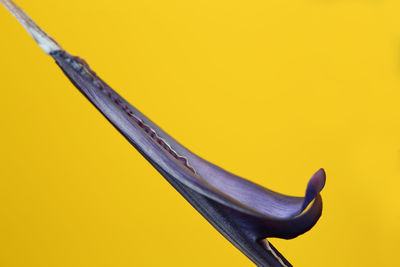 Close-up of metallic object against yellow background