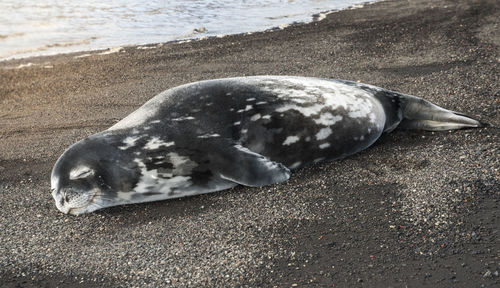 High angle view of seal on rock