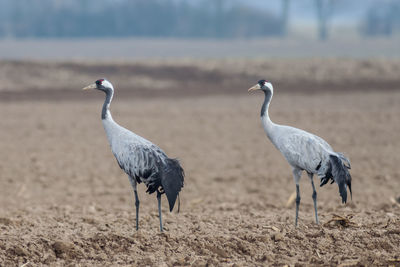 Eurasian cranes on ground
