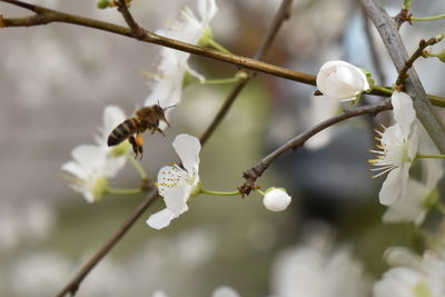Close-up of bee on cherry blossom