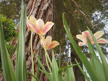 Close-up of pink flowering plants