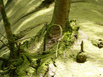 Close-up of tree trunk