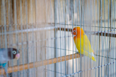 View of parrot in cage