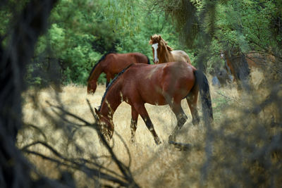 Horses in a forest