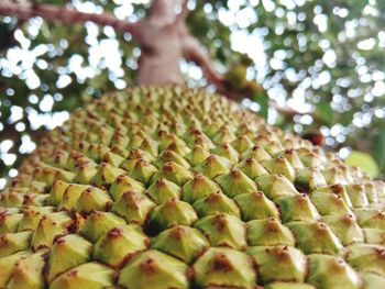 Close-up of fruit growing on plant