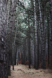 Trees in forest