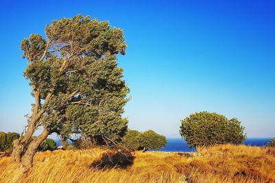 Trees on field against clear blue sky